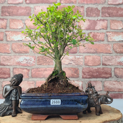 Bird Plum Bonsai Tree - Sagaretia Bonsai Plant in 15cm Pot