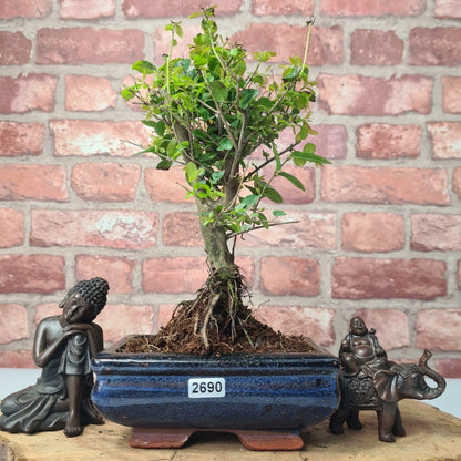 Bird Plum Bonsai Tree - Sagaretia Bonsai Plant in 15cm Pot