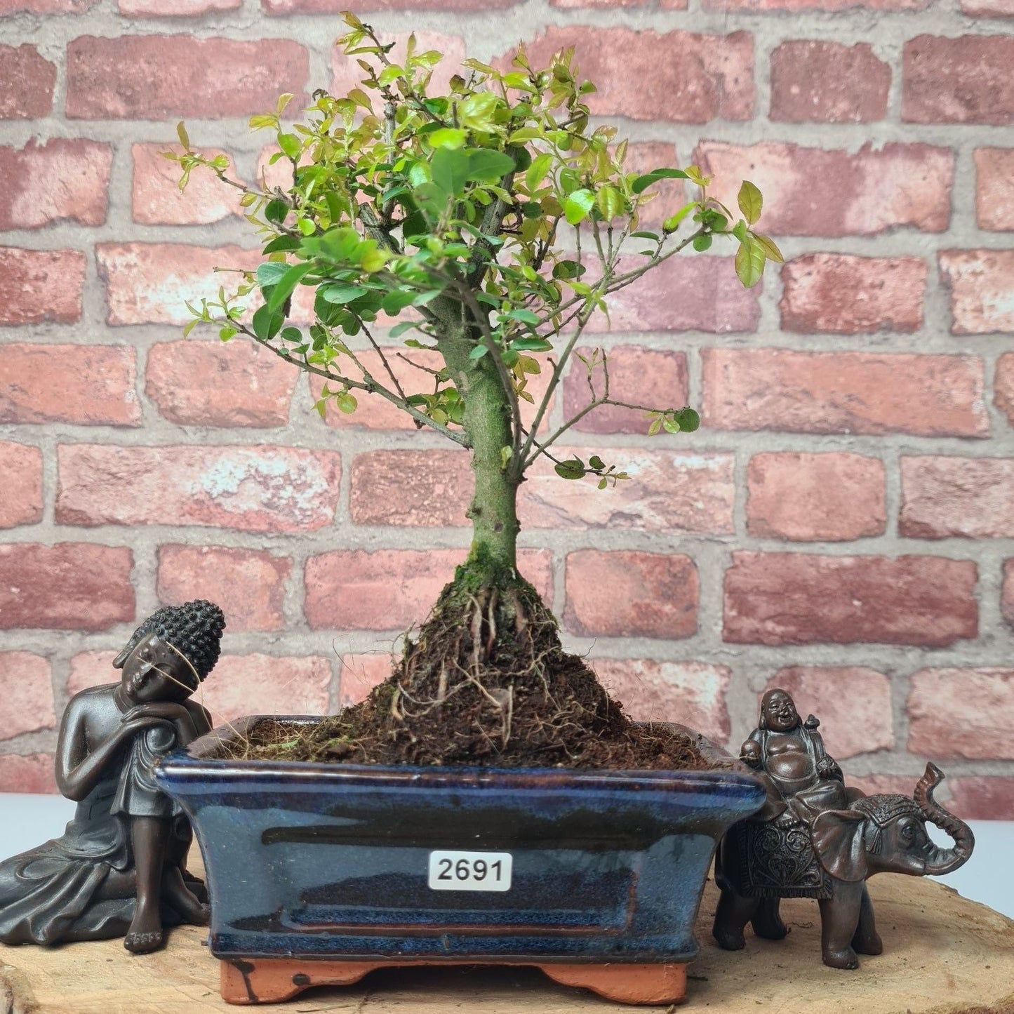 Bird Plum Bonsai Tree - Sagaretia Bonsai Plant in 15cm Pot