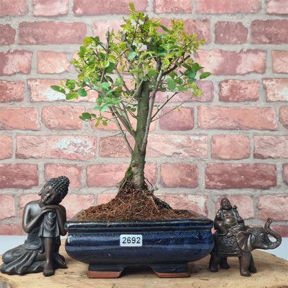 Bird Plum Bonsai Tree - Sagaretia Bonsai Plant in 15cm Pot