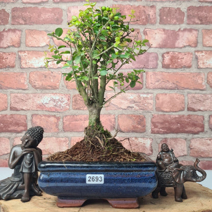 Bird Plum Bonsai Tree - Sagaretia Bonsai Plant in 15cm Pot