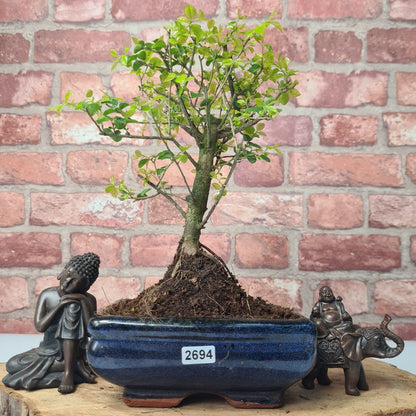 Bird Plum Bonsai Tree - Sagaretia Bonsai Plant in 15cm Pot