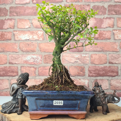 Bird Plum Bonsai Tree - Sagaretia Bonsai Plant in 15cm Pot