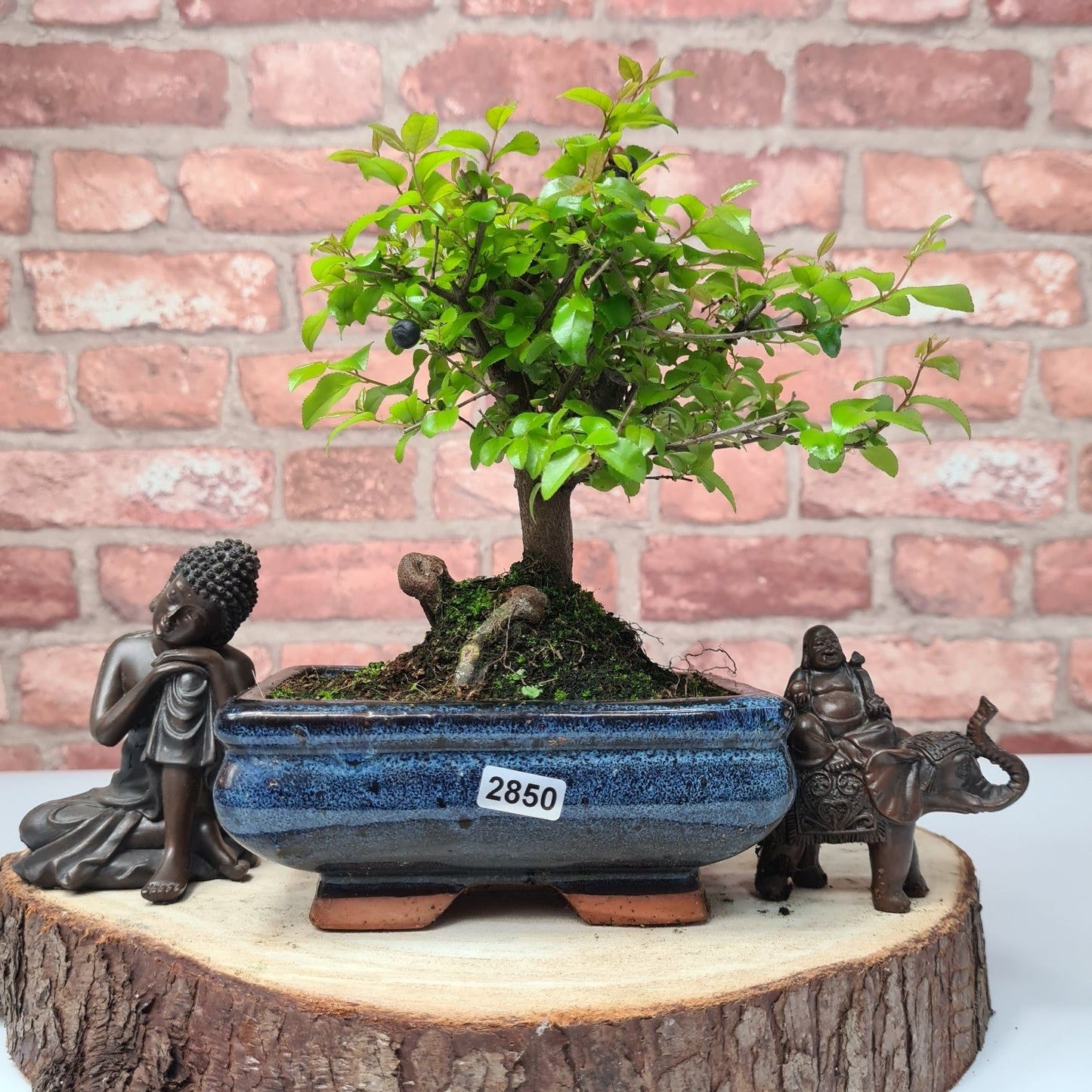 Bird Plum Bonsai Tree - Sagaretia Bonsai Plant in 15cm Pot