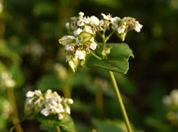 Buckwheat Seeds for Gardening – Your Ultimate Cover Crop Solution