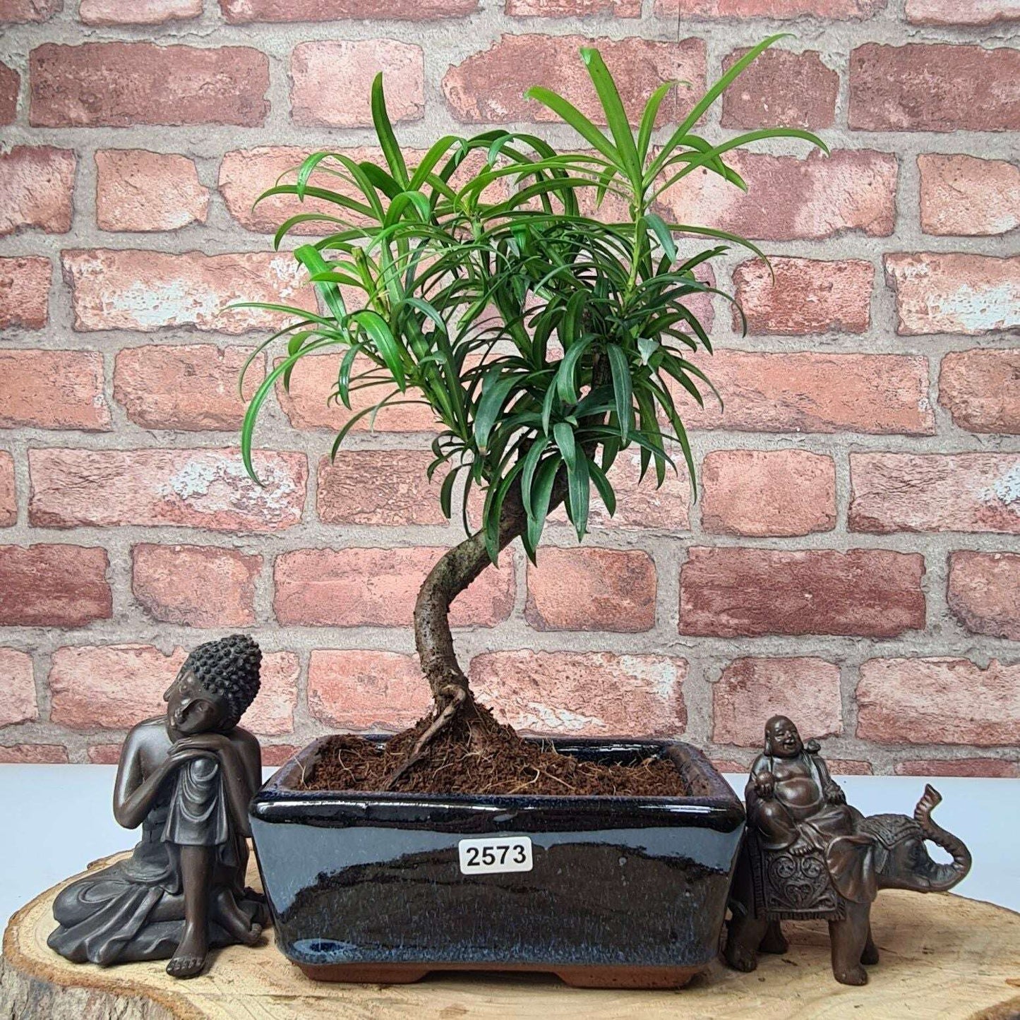 Buddhist_Pine_Podocarpus_Micro_Bonsai_Tree_Shaped_In_15cm_Pot_-_Yorkshire_Bonsai-23856