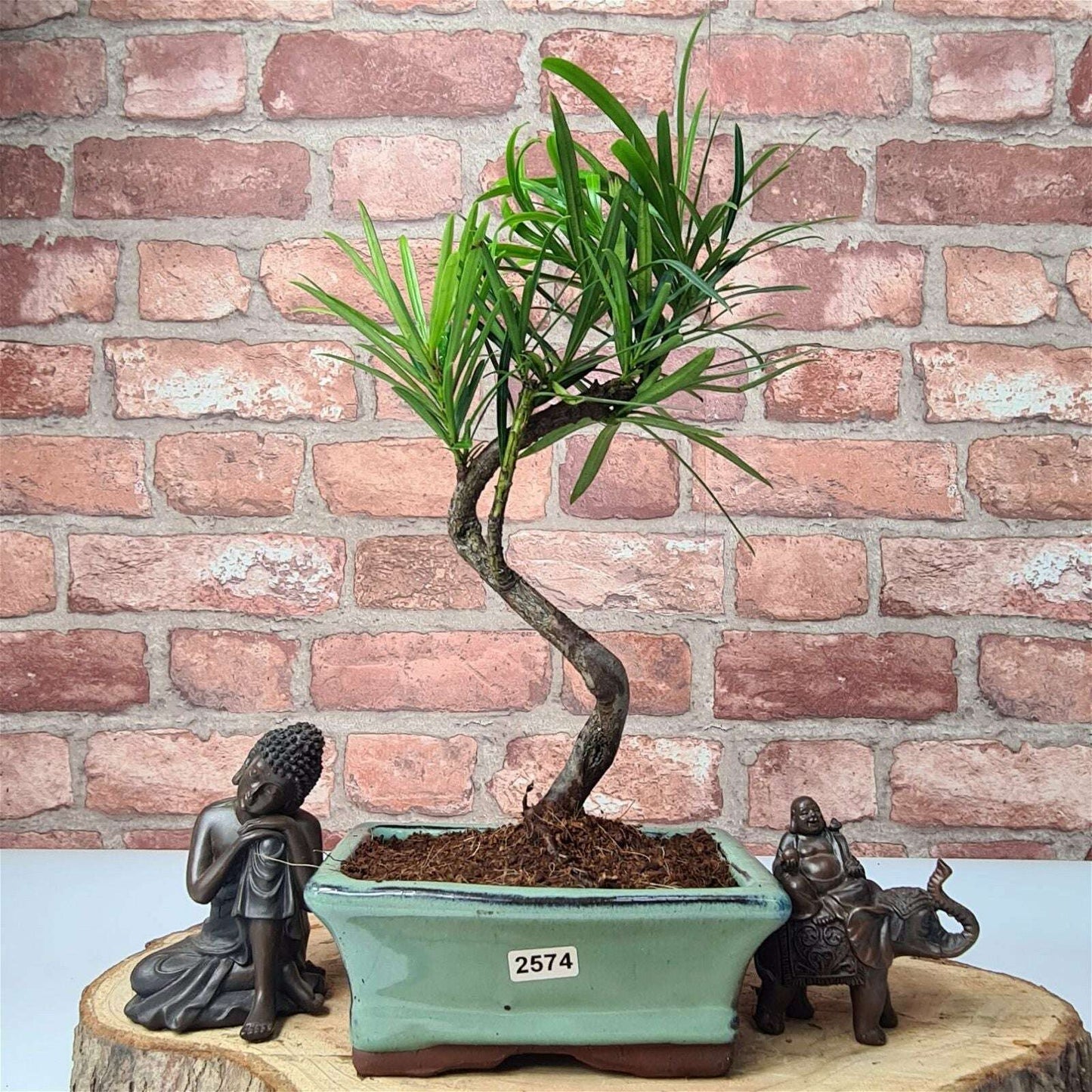 Buddhist_Pine_Podocarpus_Micro_Bonsai_Tree_Shaped_In_15cm_Pot_-_Yorkshire_Bonsai-23861