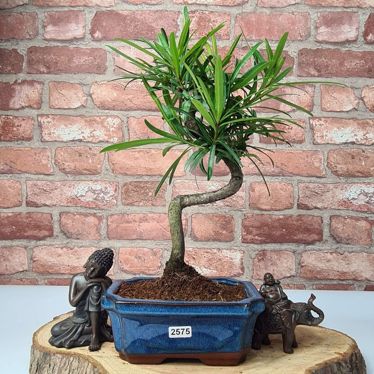 Buddhist_Pine_Podocarpus_Micro_Bonsai_Tree_Shaped_In_15cm_Pot_-_Yorkshire_Bonsai-23866