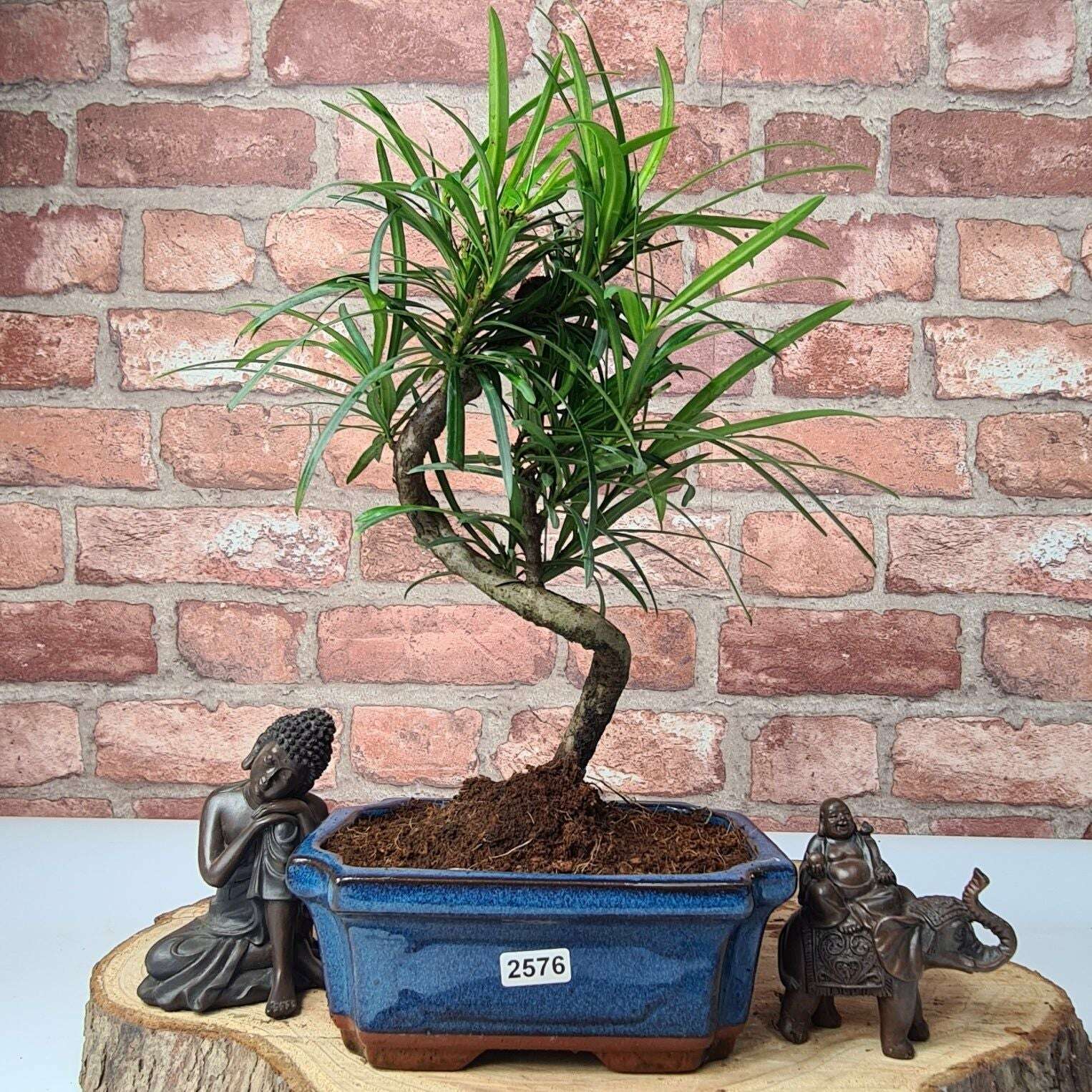 Buddhist_Pine_Podocarpus_Micro_Bonsai_Tree_Shaped_In_15cm_Pot_-_Yorkshire_Bonsai-23869