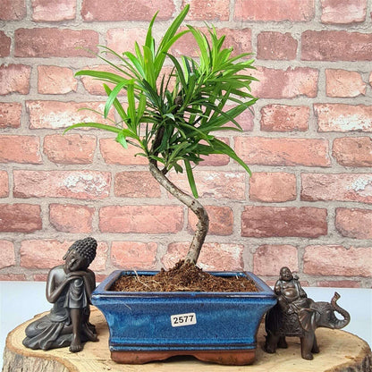 Buddhist_Pine_Podocarpus_Micro_Bonsai_Tree_Shaped_In_15cm_Pot_-_Yorkshire_Bonsai-23873