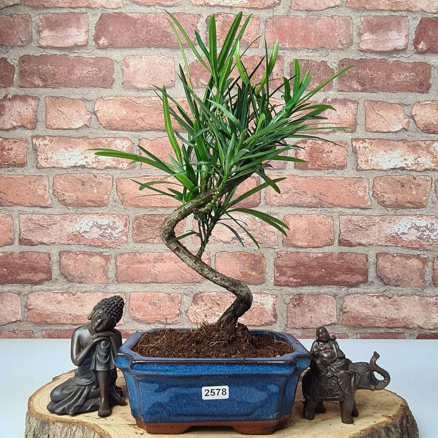 Buddhist_Pine_Podocarpus_Micro_Bonsai_Tree_Shaped_In_15cm_Pot_-_Yorkshire_Bonsai-23878