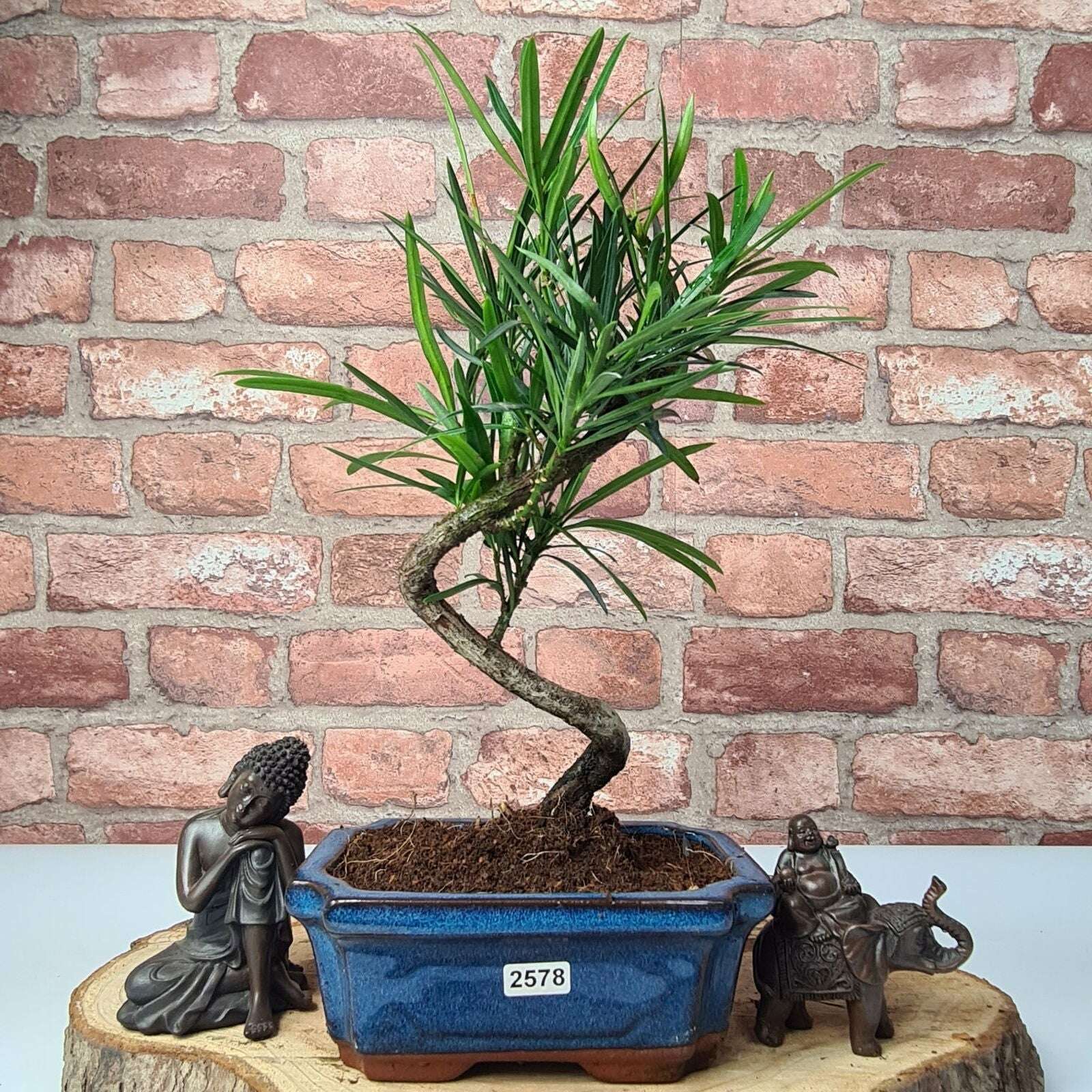 Buddhist_Pine_Podocarpus_Micro_Bonsai_Tree_Shaped_In_15cm_Pot_-_Yorkshire_Bonsai-23878