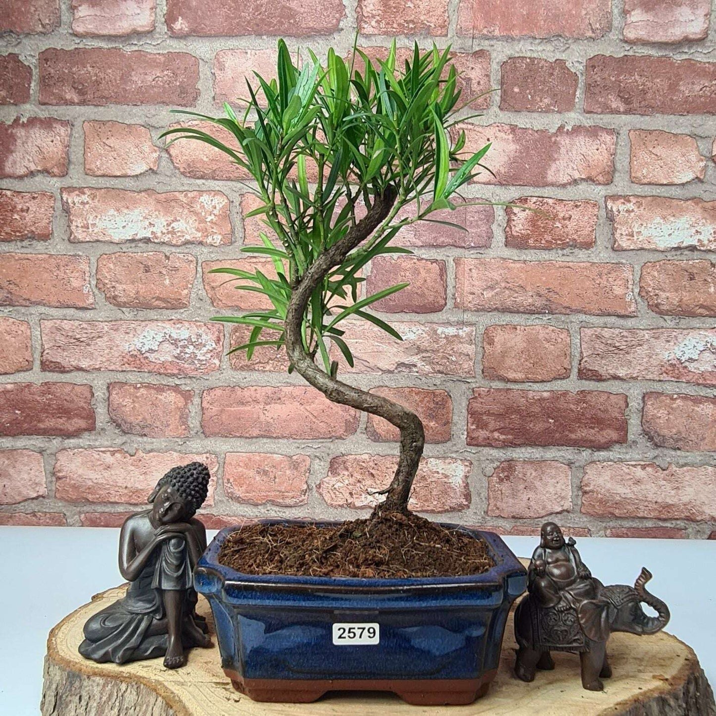 Buddhist_Pine_Podocarpus_Micro_Bonsai_Tree_Shaped_In_15cm_Pot_-_Yorkshire_Bonsai-23884