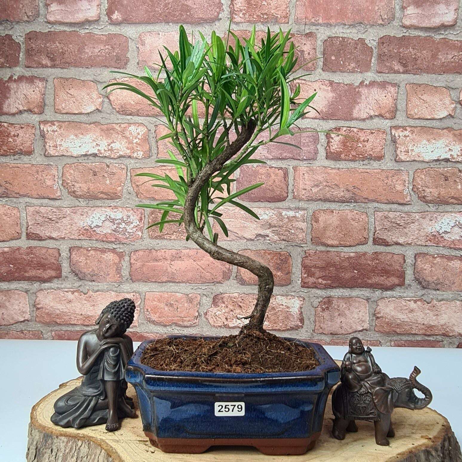 Buddhist_Pine_Podocarpus_Micro_Bonsai_Tree_Shaped_In_15cm_Pot_-_Yorkshire_Bonsai-23884