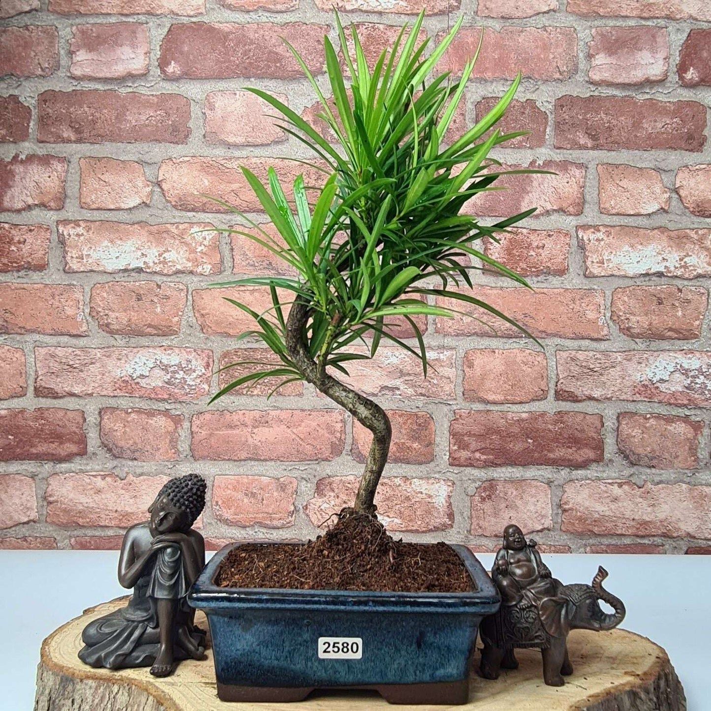 Buddhist_Pine_Podocarpus_Micro_Bonsai_Tree_Shaped_In_15cm_Pot_-_Yorkshire_Bonsai-23886