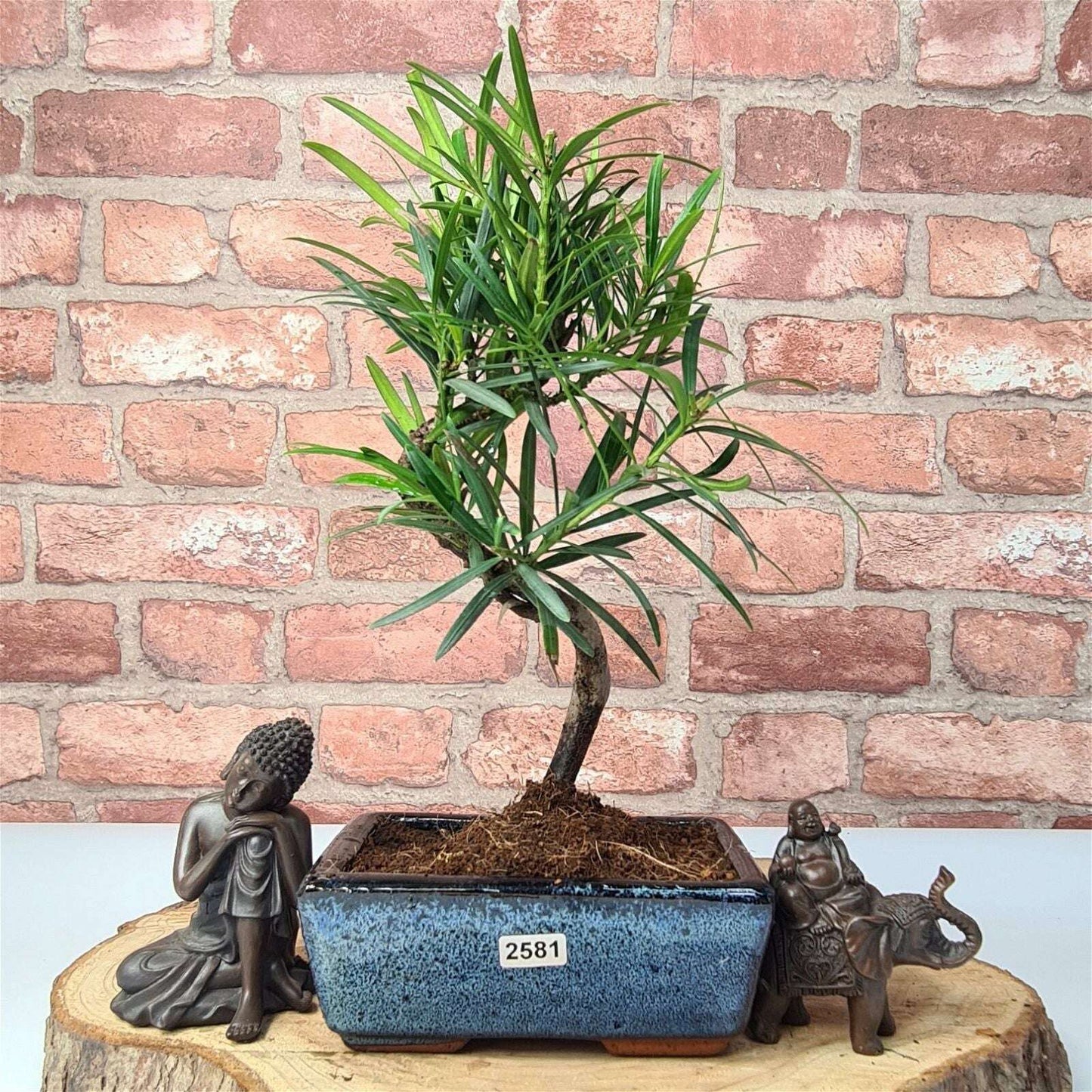 Buddhist_Pine_Podocarpus_Micro_Bonsai_Tree_Shaped_In_15cm_Pot_-_Yorkshire_Bonsai-23891