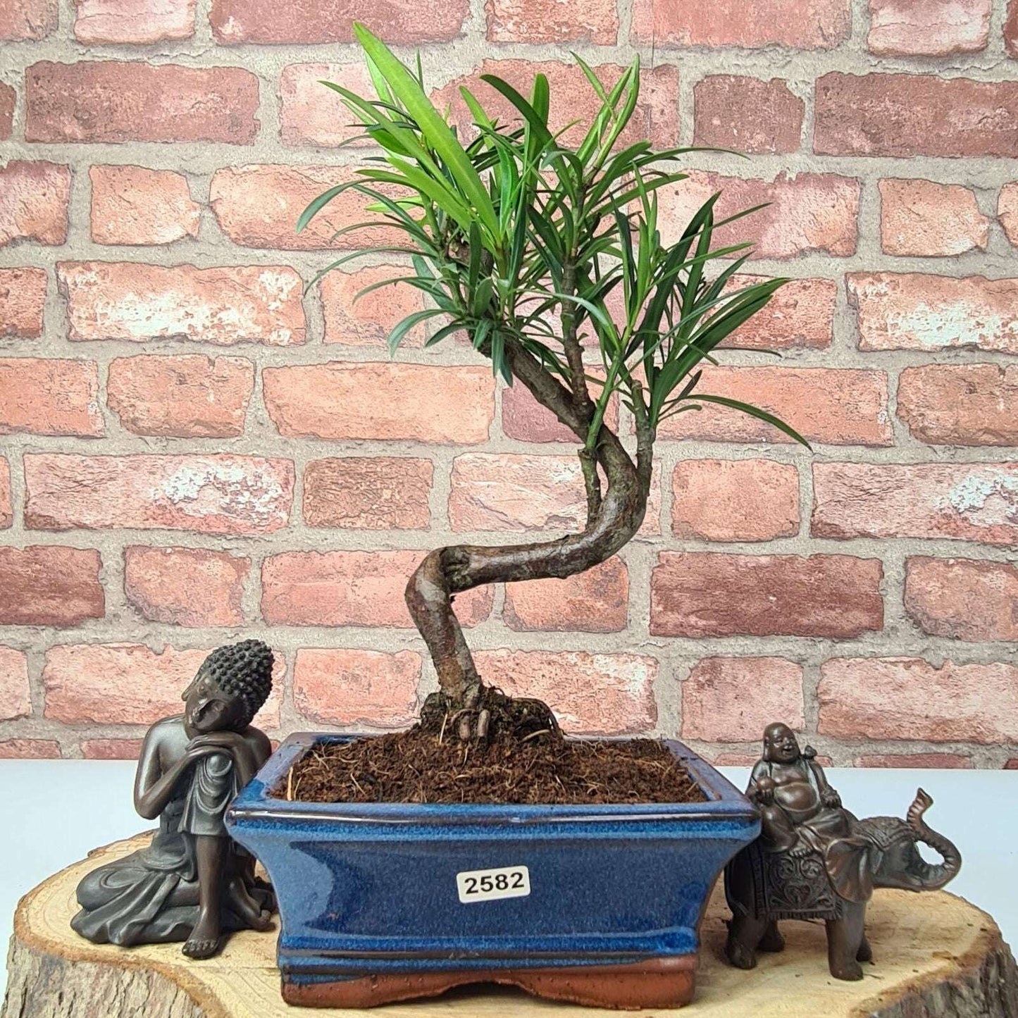 Buddhist_Pine_Podocarpus_Micro_Bonsai_Tree_Shaped_In_15cm_Pot_-_Yorkshire_Bonsai-23895