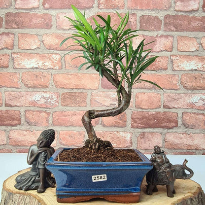 Buddhist_Pine_Podocarpus_Micro_Bonsai_Tree_Shaped_In_15cm_Pot_-_Yorkshire_Bonsai-23895