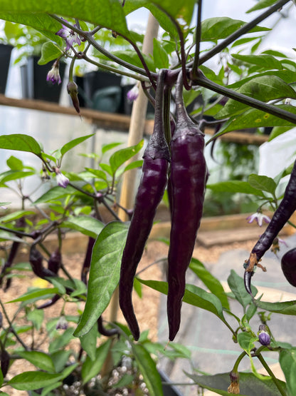 Buena Mulata Chilli