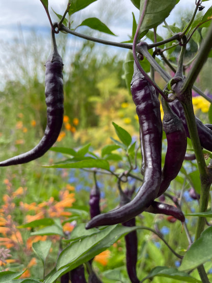 Buena Mulata Chilli