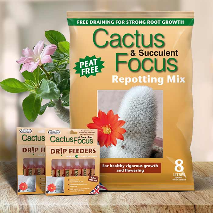 Adenium Care Kit | Small Indoor Plants