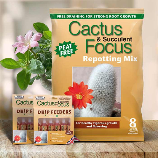 Adenium Care Kit | Small Indoor Plants