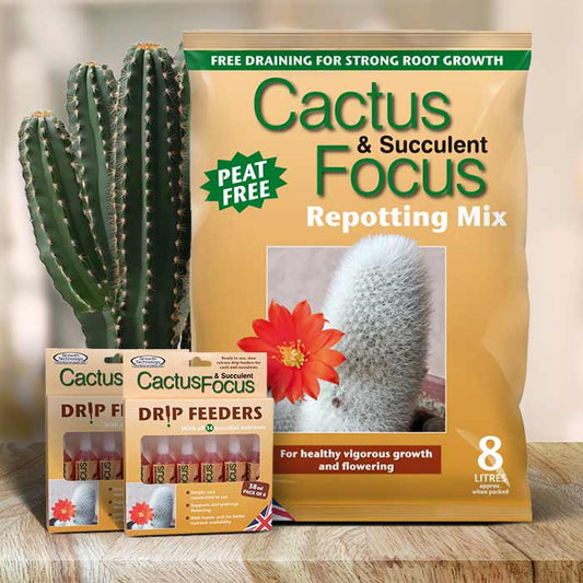 Candelabra Tree Care Kit | Small Indoor Plants