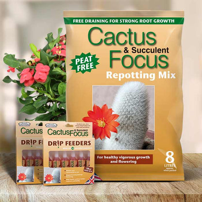 Crown of Thorns Care Kit | Small Indoor Plants