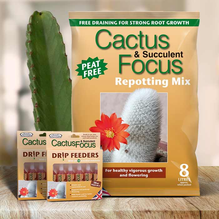 Euphorbia Care Kit | Small Indoor Plants