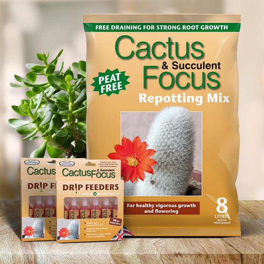 Jade Plant Care Kit | Small Indoor Plants