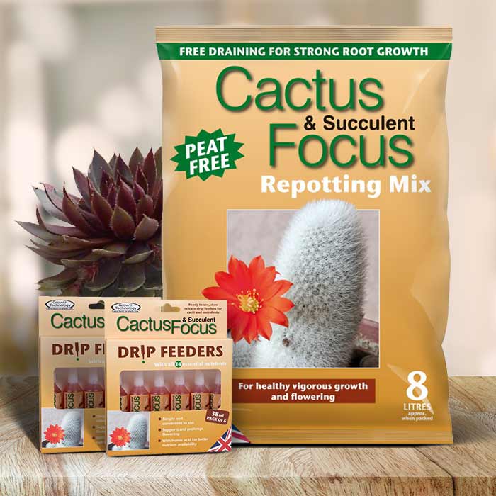 Sempervivium Care Kit | Small Indoor Plants