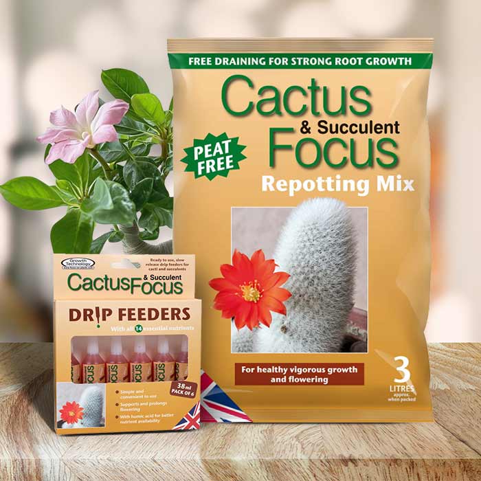 Adenium Repotting Kit | Small Indoor Plants