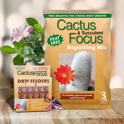 Adenium Repotting Kit | Small Indoor Plants