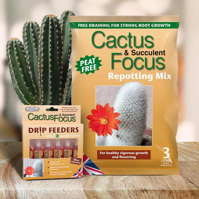 Candelabra Tree Repotting Kit | Small Indoor Plants