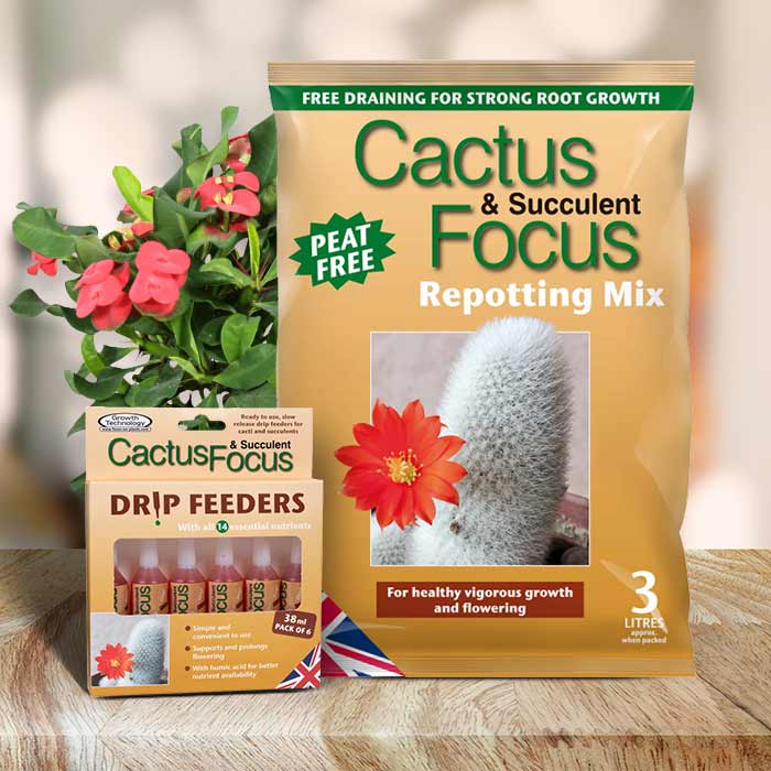 Crown of Thorns Repotting Kit | Small Indoor Plants