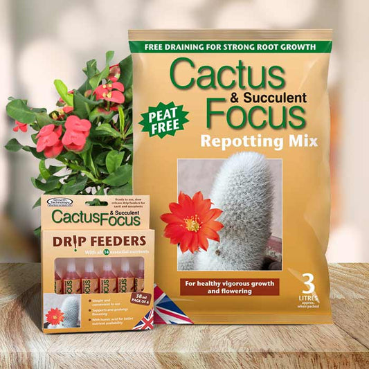 Crown of Thorns Repotting Kit | Small Indoor Plants