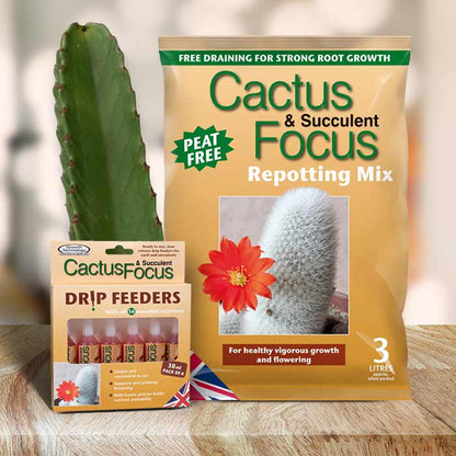 Euphorbia Repotting Kit | Small Indoor Plants