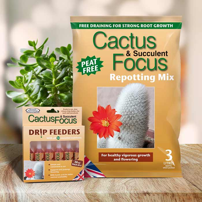 Jade Plant Repotting Kit | Small Indoor Plants