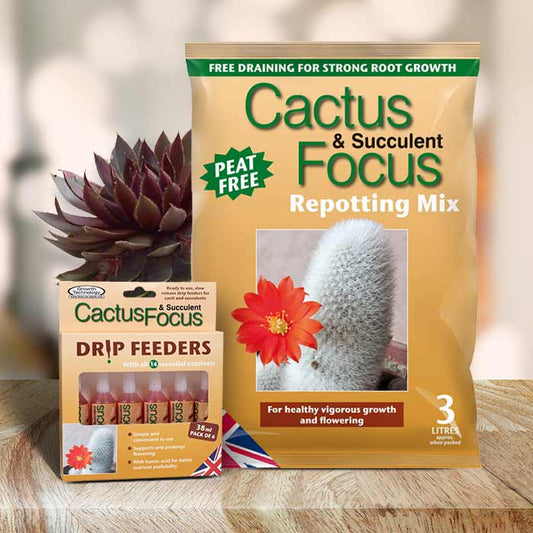 Sempervivium Repotting Kit | Small Indoor Plants