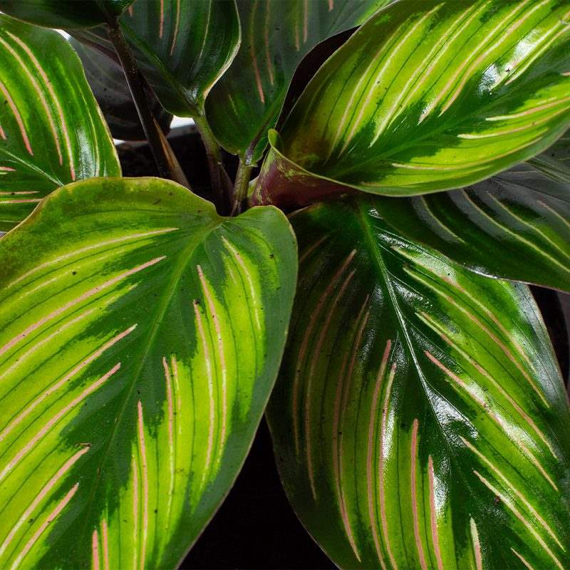 Calathea Beauty Star leaves