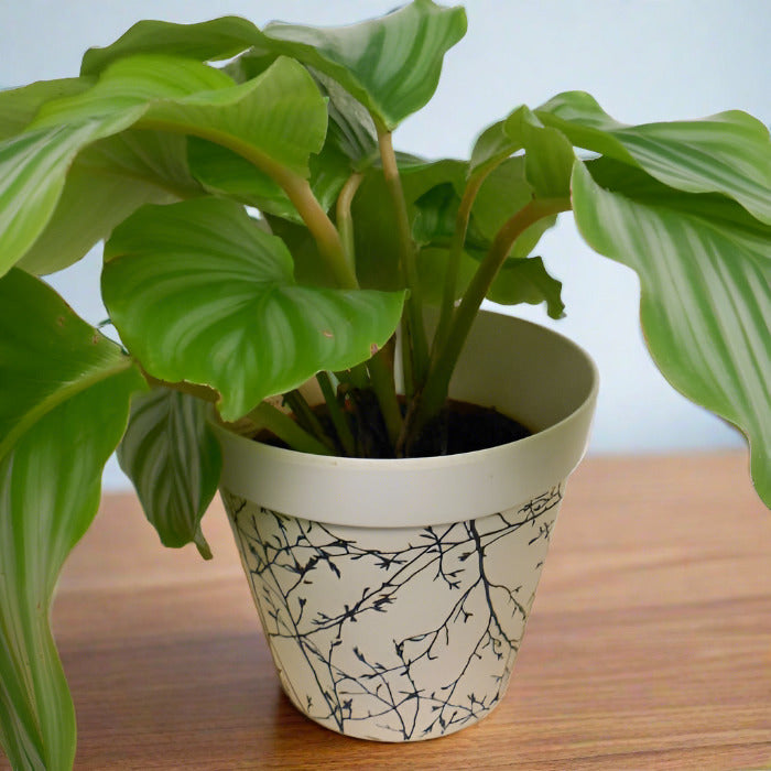 Calathea Orbifolia house plant in a bamboo pot