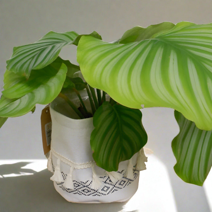 Calathea Orbifolia houseplant in a cotton plant pot