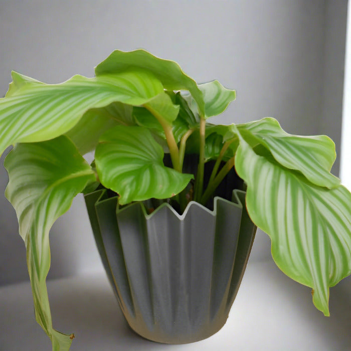 Calathea Orbifolia house plant in a grey pot