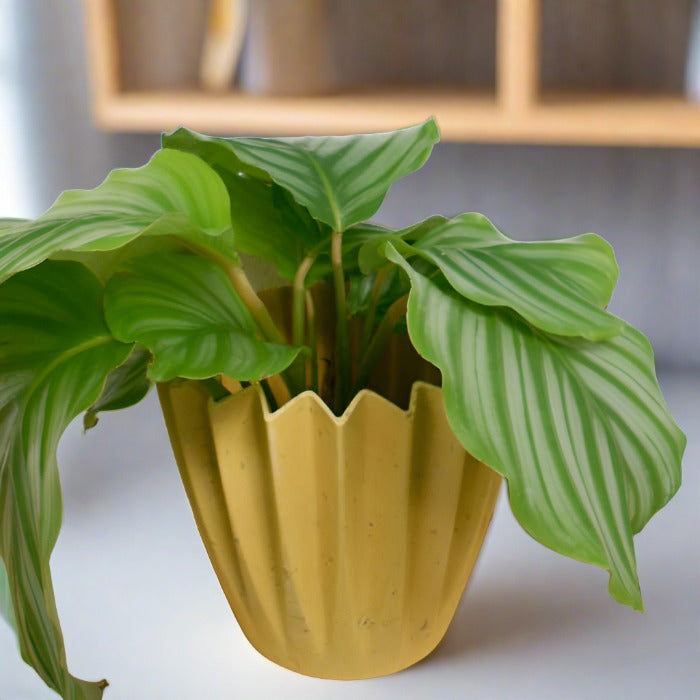 Calathea Orbifolia houseplant in a yellow pot