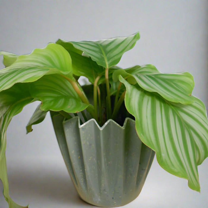 Calathea Orbifolia houseplant in a sage green pot