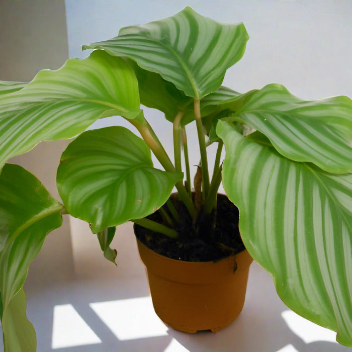 Calathea Orbifolia houseplant in a plastic nursery pot