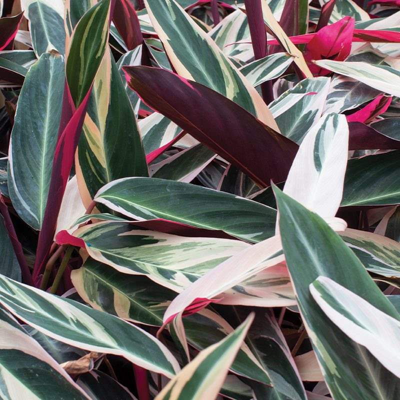 Calathea triostar foliage