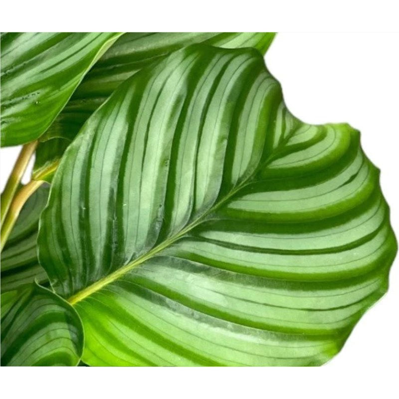 Calathea Orbifolia leaf close up