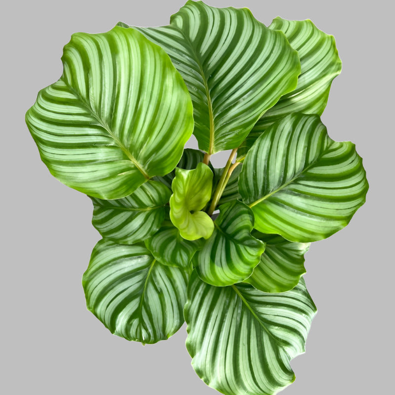 Calathea Orbifolia houseplant leaves from above