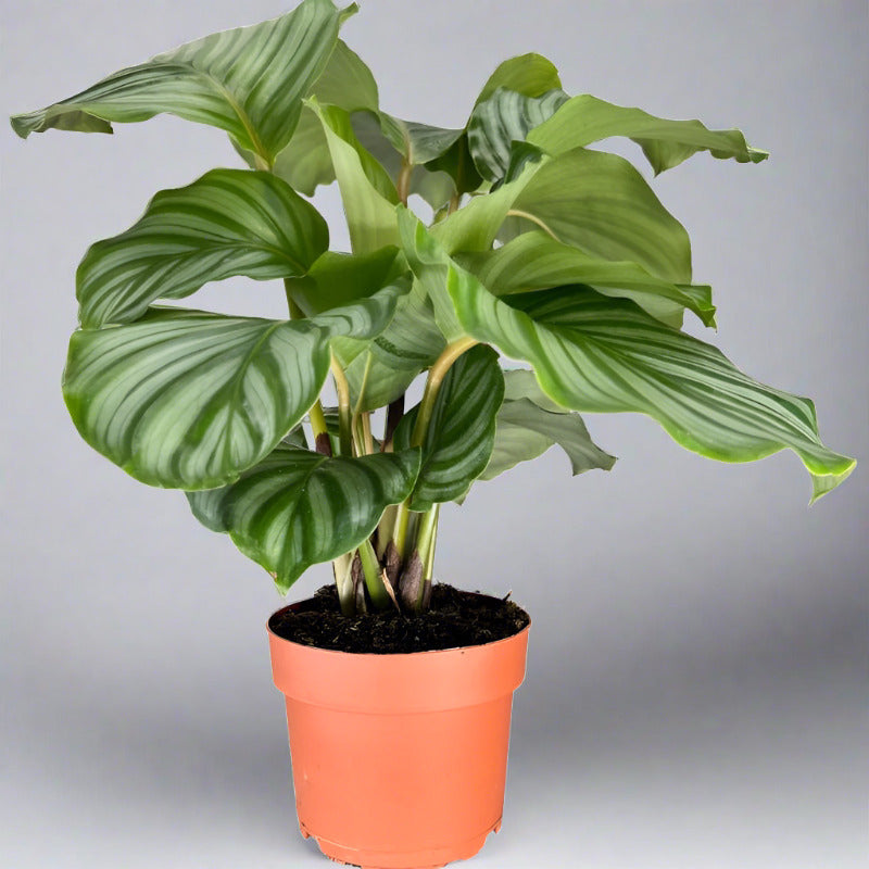 Calathea orbifolia house plant